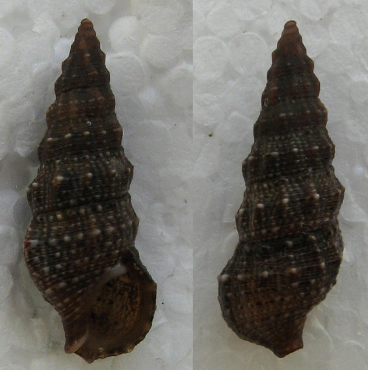 cerithium sp.